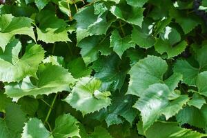 druivenbladeren. groene wijnbladeren op zonnige septemberdag in de wijngaard. binnenkort herfstoogst van druiven voor het maken van wijn, jam en sap. foto