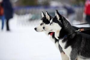 schor slee hond gezicht, winter achtergrond foto