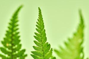 mooi macro groen varen bladeren Aan groen achtergrond, polypodiopsida tropisch oerwoud fabriek foto