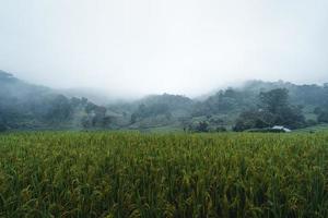 rijst en rijstvelden op een regenachtige dag