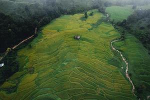 rijst en rijstvelden op een regenachtige dag foto