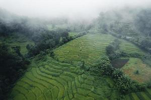 rijst en rijstvelden op een regenachtige dag