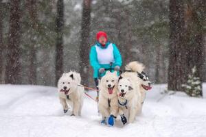 slee hond racen. samojeed slee honden team Trekken een slee met hond bestuurder. winter wedstrijd. foto