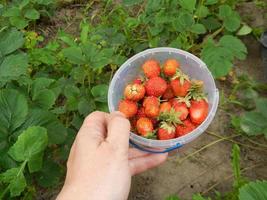 aardbeien verzamelen in de tuin en moestuin foto