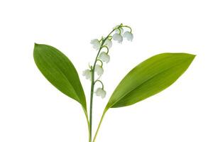 wit bloemen van lelie van de vallei. convallaria majalis, geïsoleerd Aan wit achtergrond. foto