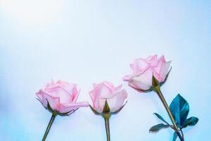 heldere kleurrijke bloemroos. bloemen achtergrond foto