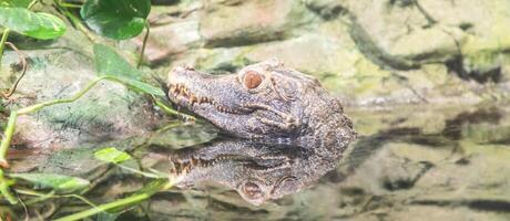 cuvier kaaiman, paleosuchus palpebrosus. reptiel roofdier, tropisch dieren in het wild foto