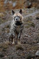 portret van Arabisch gestreept hyena foto