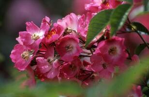 roze bloemen zijn bloeiend in de tuin foto