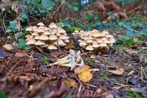 een groep van champignons in de Woud Aan de Woud vloer. mos, pijnboom naalden. foto