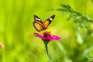 oranje vlinder op bloem foto