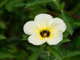 dichtbij omhoog van turnera subulata bloem. foto