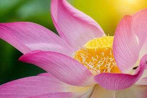 clouse omhoog van roze lotus bloem zijn bloeiend foto
