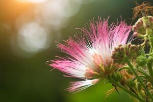 wit en roze bloem van samanea Saman boom. foto