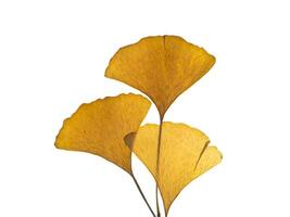 droog ginkgo bladeren foto