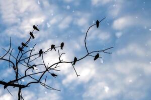 zwart silhouet van vogel foto