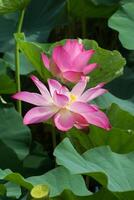 roze lotus bloem zijn bloeiend foto