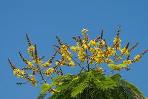 peltophorum pterocarpum bloem Aan de boom. foto