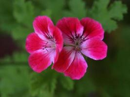 roze geraniumblad foto