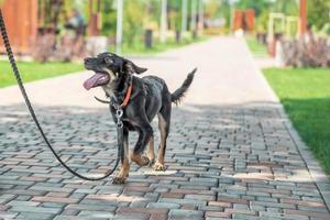 bastaardpuppy loopt in de zomer aan de lijn in het park foto