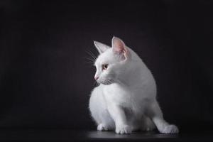 witte kat zittend op een zwarte achtergrond foto