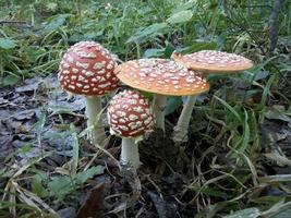 paddestoelen in het bos foto