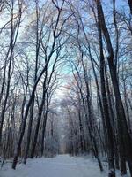 vroeg winterlandschap, bomen zijn bedekt met rijp foto