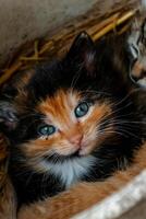 schattig calico katje met blauw ogen op zoek Bij de camera, afval van drie kittens in de rietje Aan een boerderij foto