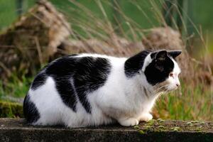 gedomesticeerd bicolor kat met geel ogen, zwart en wit vacht, buitenshuis tafereel, felis katus, Europese kort haar, keltisch kort haar foto