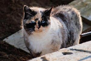 mooi calico kat met blauw ogen zittend in de tuin met zonneschijn foto