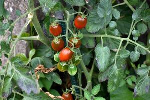 rood en groen lang kers tomaten groeit Aan de fabriek foto