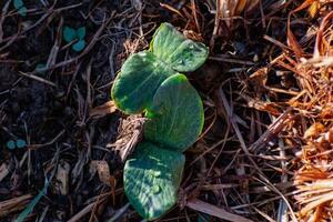 jong pompoen fabriek in een ecologisch tuin, mulchen en permacultuur, squash, gezond voedsel foto