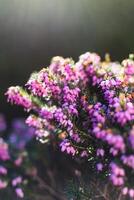 roze heide takjes Aan een fabriek in de grond in winter, ericaceae, calluna vulgaris foto