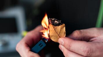 persoon wie brandwond baai bladeren naar brengen rust, verminderen ongerustheid, verlichten hoofdpijn en vermoeidheid en zuiveren de huis, laurus nobilis foto