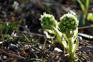 de wit hoefblad, de eerste bloemen van de lente. hoefblad albus in de Woud in een vochtig omgeving, langs waterlopen. in Frankrijk, Europa. foto