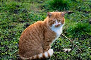 schattig gember kat met geel ogen buitenshuis tafereel in een boerderij foto