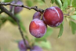 wild Pruim boom in een boomgaard in Frankrijk in zomer. blauw en paars pruimen in tuin, prunus domestica foto