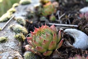 sempervivum tectorum, gemeenschappelijk huislijk. meerjarig fabriek groeit in bloem pot. sempervivum in natuur. Leef voor altijd plant, sappig. foto