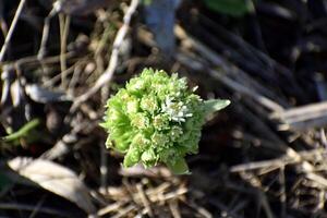 de wit hoefblad, de eerste bloemen van de lente. hoefblad albus in de Woud in een vochtig omgeving, langs waterlopen. in Frankrijk, Europa. bloem top visie. foto