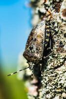 gevlekt schildwants Aan een boom, stinken beestje, rhaphigaster nebulosa foto