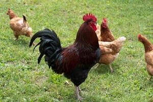 Frans haan en kippen in boerderij foto