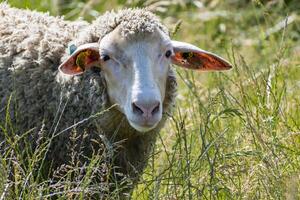 kudde van jong lammeren begrazing de vers groen weide Aan een zonnig dag foto