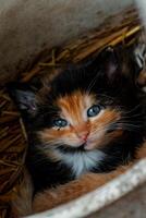 schattig calico katje met blauw ogen op zoek Bij de camera, afval van drie kittens in de rietje Aan een boerderij foto