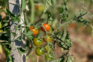 rood en groen kers tomaten groeit in ecologisch tuin Aan houten inzet met biologisch afbreekbaar koppeling foto