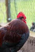 Frans haan in een boerderij met mooi donker gevederte foto