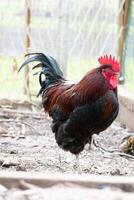 Frans haan in een boerderij met mooi donker gevederte foto