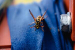 wesp alleen Aan een blauw kleding stof buitenshuis in de ochtend- foto