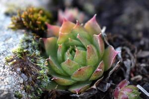 sempervivum tectorum, gemeenschappelijk huislijk. meerjarig fabriek groeit in bloem pot. sempervivum in natuur. Leef voor altijd plant, sappig. foto