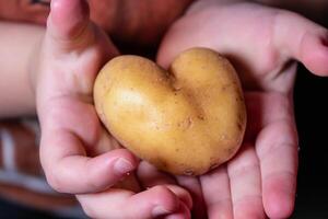 hart vorm aardappel, liefde concept, gezond voedsel en medisch concept foto