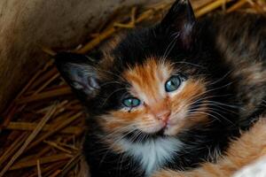 schattig calico katje met blauw ogen op zoek Bij de camera, afval van drie kittens in de rietje Aan een boerderij foto